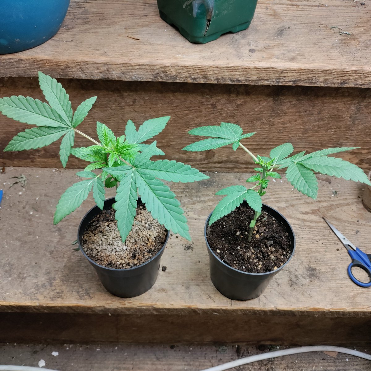 #irvinearmy update Super Silver Haze X Cherry Pie doing good. The one is just 💪🏾💪🏾💪🏾💪🏾 if female it getting cloned👍🏾 @breeder_j @irvineseedco #wakeNbake #CannabisCommunity #lvl1tester #WeedLife #StonerFam #Mmemberville