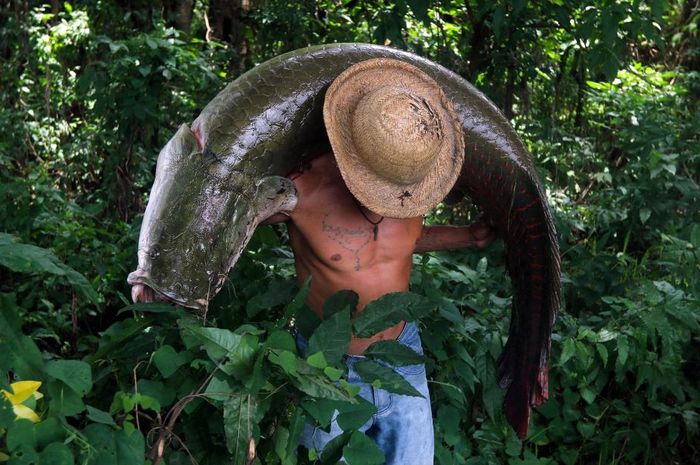 Arapaima bisa tumbuh hingga tiga meter dengan bobot mencapai 200 kilogram. Dagingnya sangat lezat dan dilindungi populasinya. Simak kisah selengkapnya di tinyurl.com/y579hfht

Foto: RICARDO OLIVIERA/AFP.