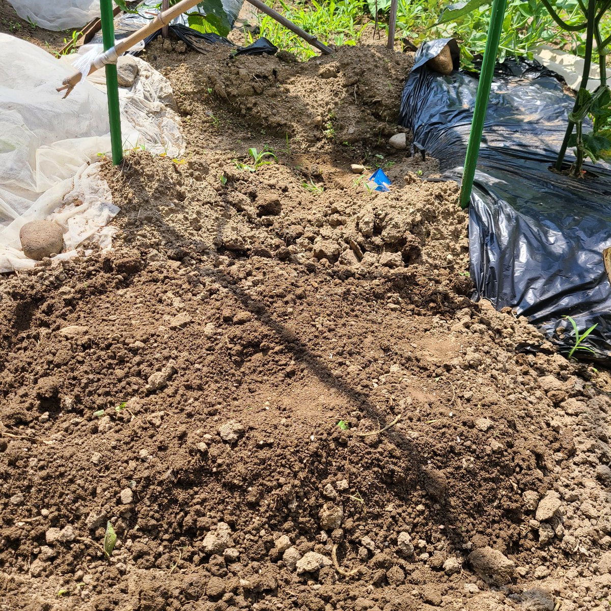 SaeCue's tweet photo. だいぶ遅くなっちゃった💦
#三尺ささげ 狭いスペースに蒔きました🌱
長~い長~いささげ❗
#ささげ #つるあり #赤種 #longbeans #beans https://t.co/PVB0CIbhFa