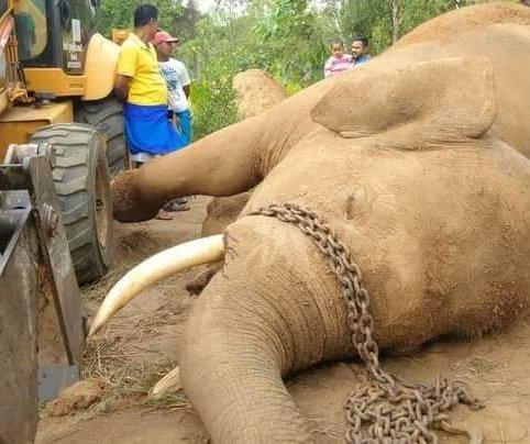 RARE_SriLanka's tweet photo. MURDER NOT ACCIDENT❗Sanka was a Young Wild Elephant that used to live in the wilderness areas adjoining Palukadawala along with another 300 Wild Elephants.
.. contnd.. 1/4 #hec #HumanElephantCoExistence #righttolive #elephantrights https://t.co/sMBgvxexqh