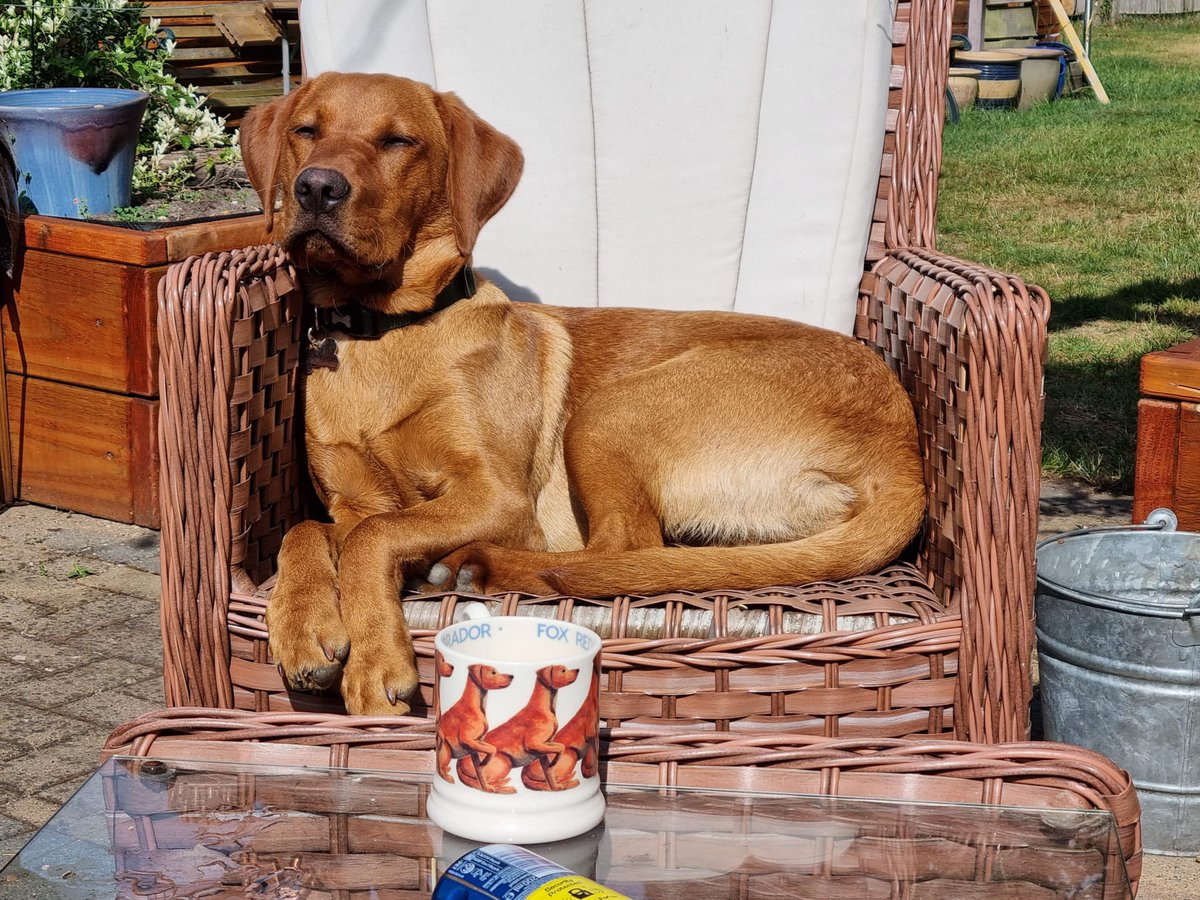 @EmmaBridgewater The Fathers’ Day mug being modelled!