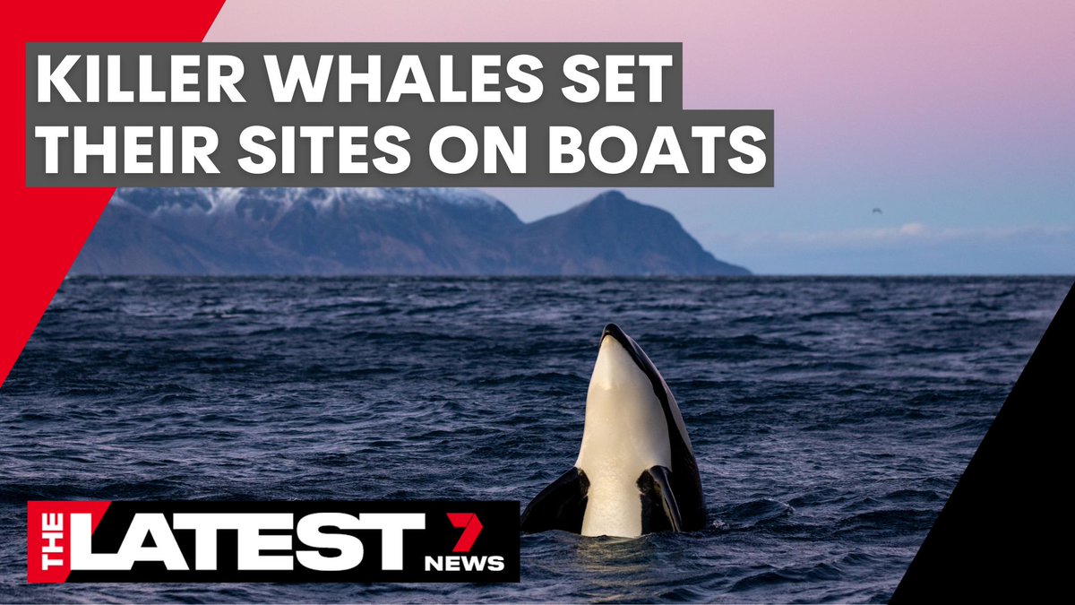 7NEWS Sydney (@7newssydney) on Twitter photo Orcas have been targeting boats, ripping their rudders off, smashing into them and even sinking them. So why are we seeing more of this behavior? We asked conservation and wildlife scientist <a href="/DrBecWellard/">Dr. Bec Wellard</a> why these whales are acting out. youtu.be/l-zhoSTS4Hs #TheLatest #7NEWS Orcas have been targeting boats, ripping their rudders off, smashing into them and even sinking them. So why are we seeing more of this behavior? We asked conservation and wildlife scientist <a href="/DrBecWellard/">Dr. Bec Wellard</a> why these whales are acting out. youtu.be/l-zhoSTS4Hs #TheLatest #7NEWS