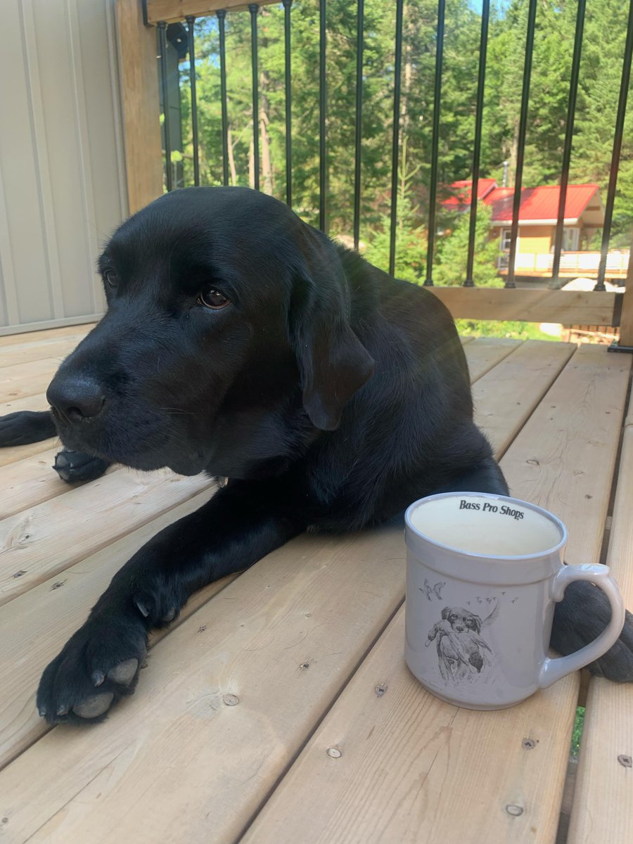 RadiusChild_Yth's tweet photo. Lexus knows how to make the most of her well-deserved downtime! 🐶 This weekend, she's taking a break from her pawsome therapy duties and indulging in some serious relaxation, including this coffee break! Happy weekend everyone!
#RUFFProgramLexus #ServiceDog #TherapyDog https://t.co/5HGNIJ1Sig