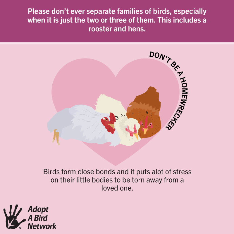 #AdoptDontShop #pets #chickens #animalshelter #AnimalsMatter