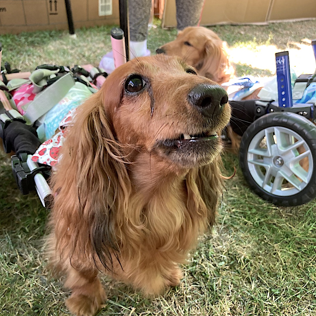 Posíláme srdečný pozdrav z krásného víkendu. Jako každý rok jsme na Olomouckém víkendu štěstí nejen pro jezevčíky. Ale je to samozřejmě hlavně setkání jezevčíků. A to ne ledajakých. Mnozí z nich jsou stateční optimisté osvojení z Jezevčíci v nouzi z.s. #jvn #dokonalalaska