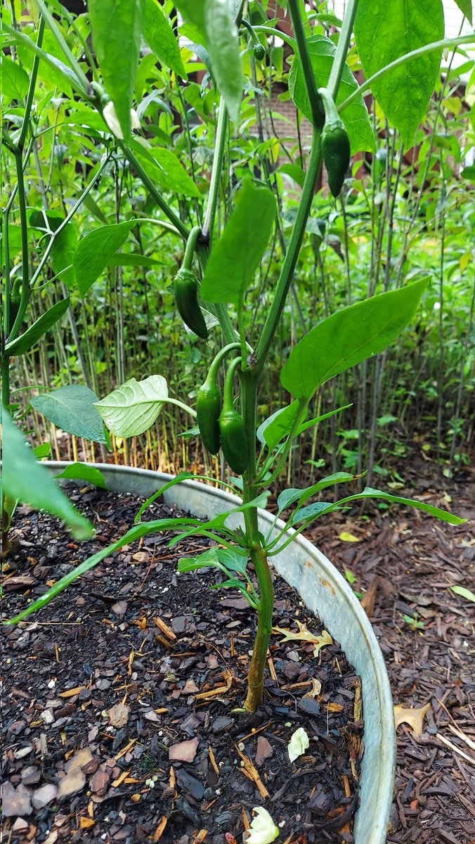 traincoachlaugh's tweet photo. Jalapeños loading...
#backyardgarden #growingstuff #chilis #natureisneat https://t.co/Tcgbb5PbXx