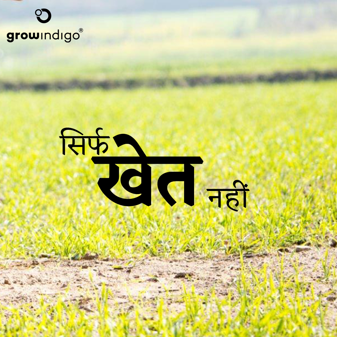 Grow Indigo tweet media
