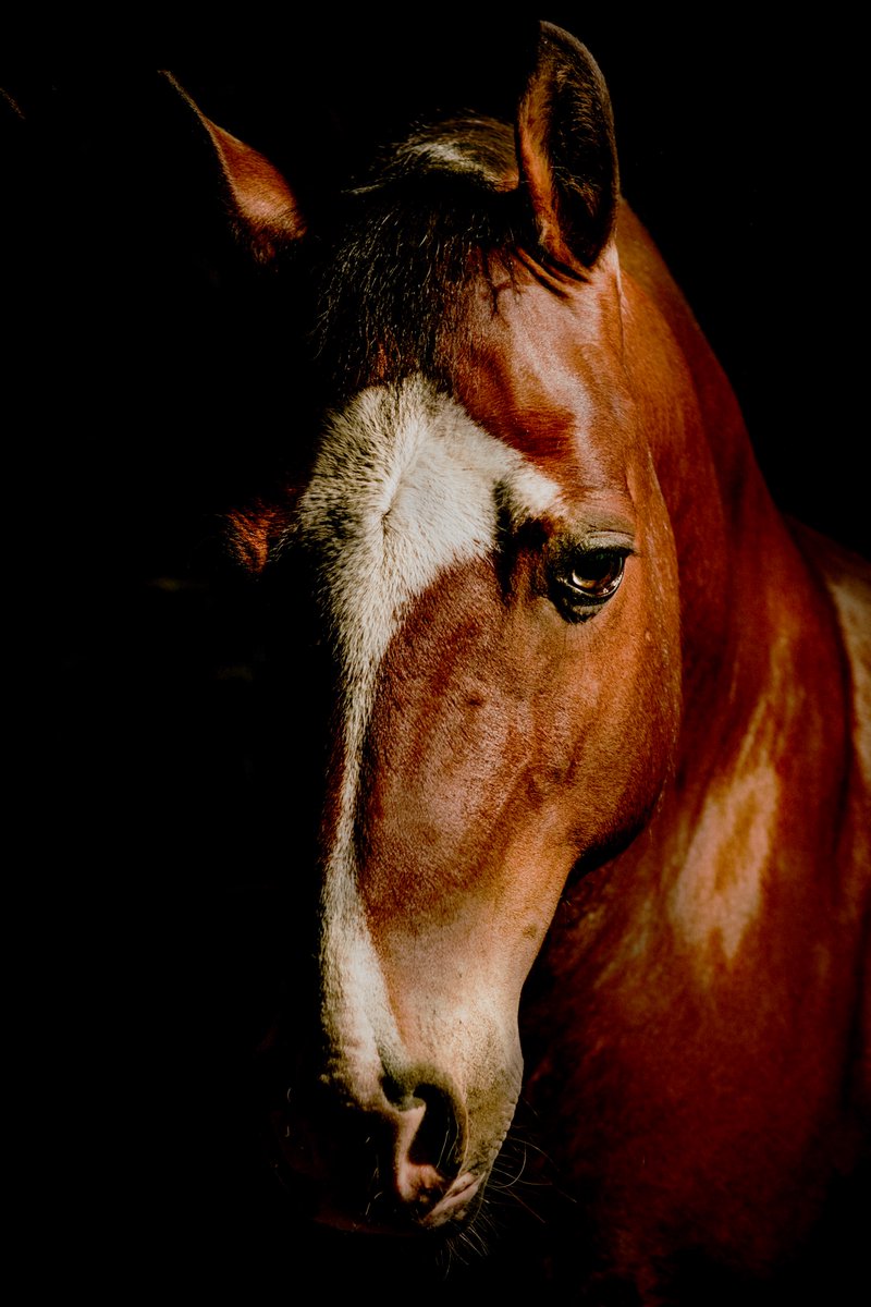 Ziggy and Maverick, photographed this morning for A Northern Heart. #equinephotography