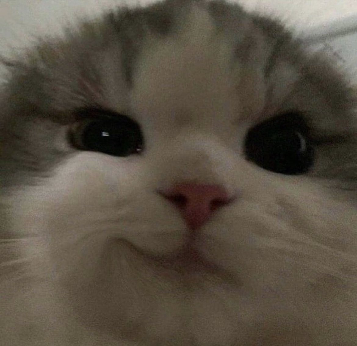 smirk cat meme personification