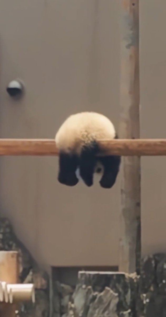 nskponeer's tweet image. me siento como este oso panda