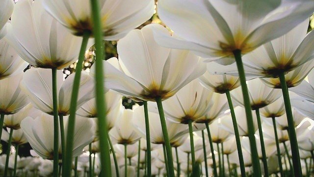 moodyonmoon's tweet photo. Through the eyes of fairies https://t.co/YiX3Zxe3jm