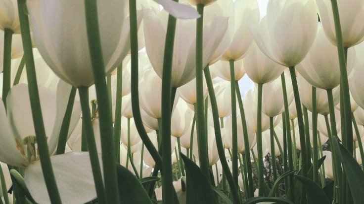 moodyonmoon's tweet photo. Through the eyes of fairies https://t.co/YiX3Zxe3jm