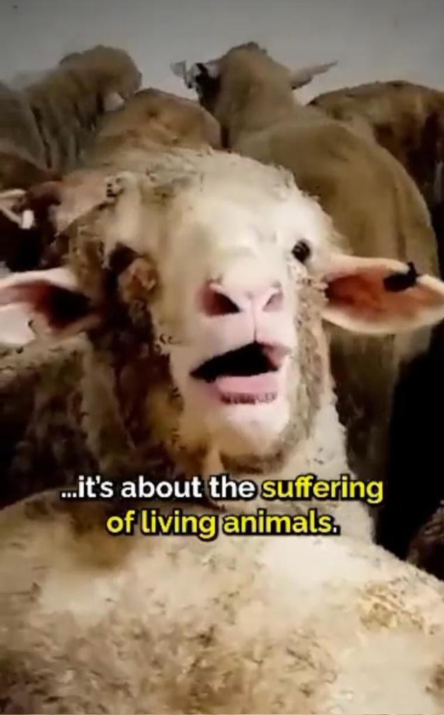rups_pawar's tweet photo. #SayNoToLivestockBill2023
 The LivestockBill2023 proposed by the Ministry includes "canines and felines”. First Livestock law in 1898 &amp; later amended 100 years later in 2001 did not mention cats and dogs. SO WHY NOW?

#SAYNOTOLIVESTOCKBILL2023 @PRupala @Dept_of_AHD https://t.co/DeeM2qGQHL