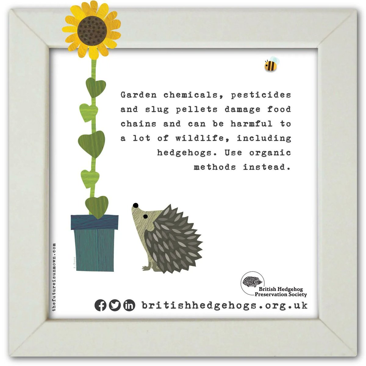 If you're #gardening this weekend, remember that garden chemicals, pesticides &amp; slug pellets can severely damage food chains &amp; cause harm to #wildlife, including #hedgehogs 
🦔 
Go organic - and leave wild patches wherever you have space! 
🌱 🥕 🐛 

🖼️ @TFIUnmown