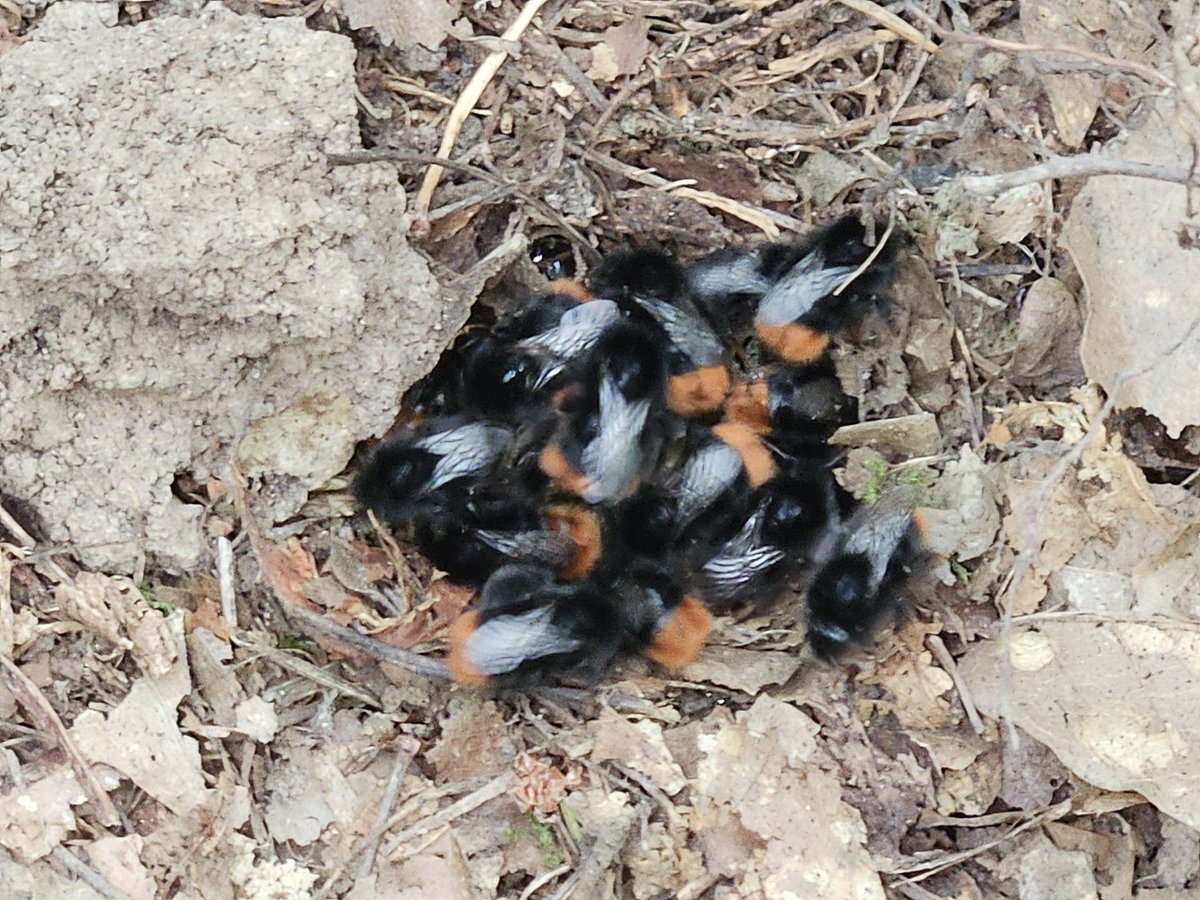 DjGazzy's tweet photo. @ChrisGPackham look what I found in my woodland today, a cute bumble bee nest https://t.co/UDD4Izclo0