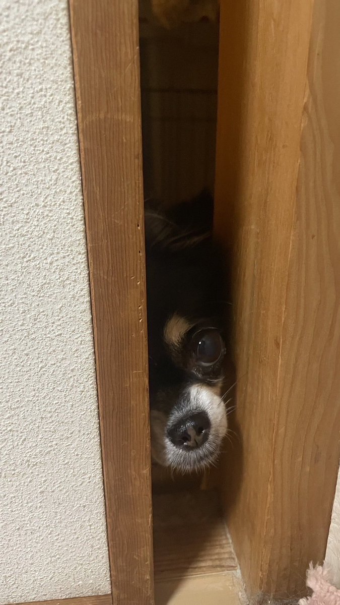 tsuu0505's tweet photo. だんご番外編🍡🐶 https://t.co/p1MLRyrOxw