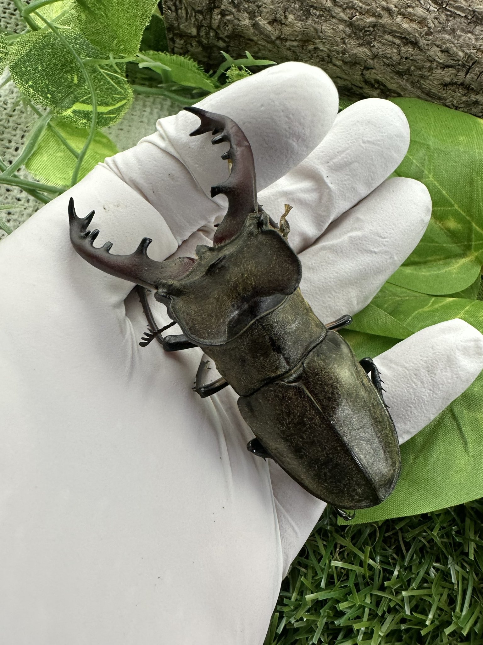 Sparkle Beetle】宮崎県産 WF1 超大型 ミヤマクワガタ♂78mm