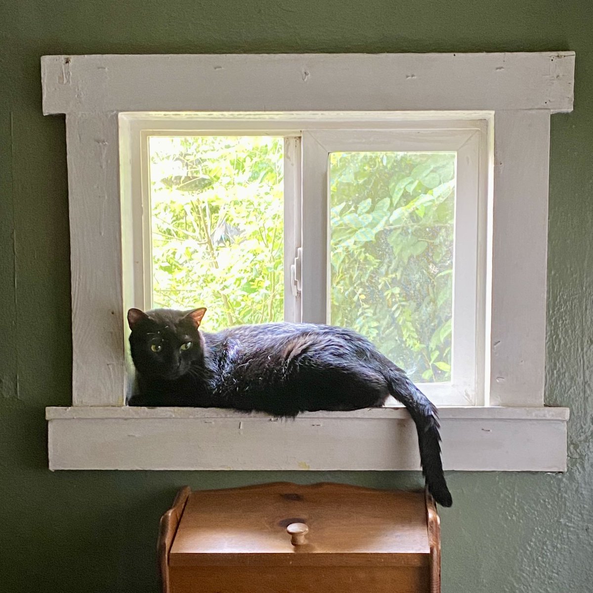 evawut's tweet photo. Smoky skies 🌌 #Caturday will be an indoor activity this week. Enjoy your weekend! #CatsOfTwitter #RTBot 🐈‍⬛ https://t.co/Lkrt4qLGDt