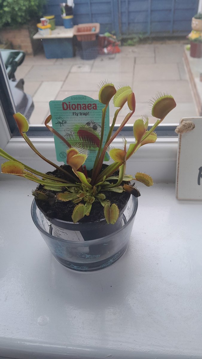 84Dobby's tweet image. New addition to the family