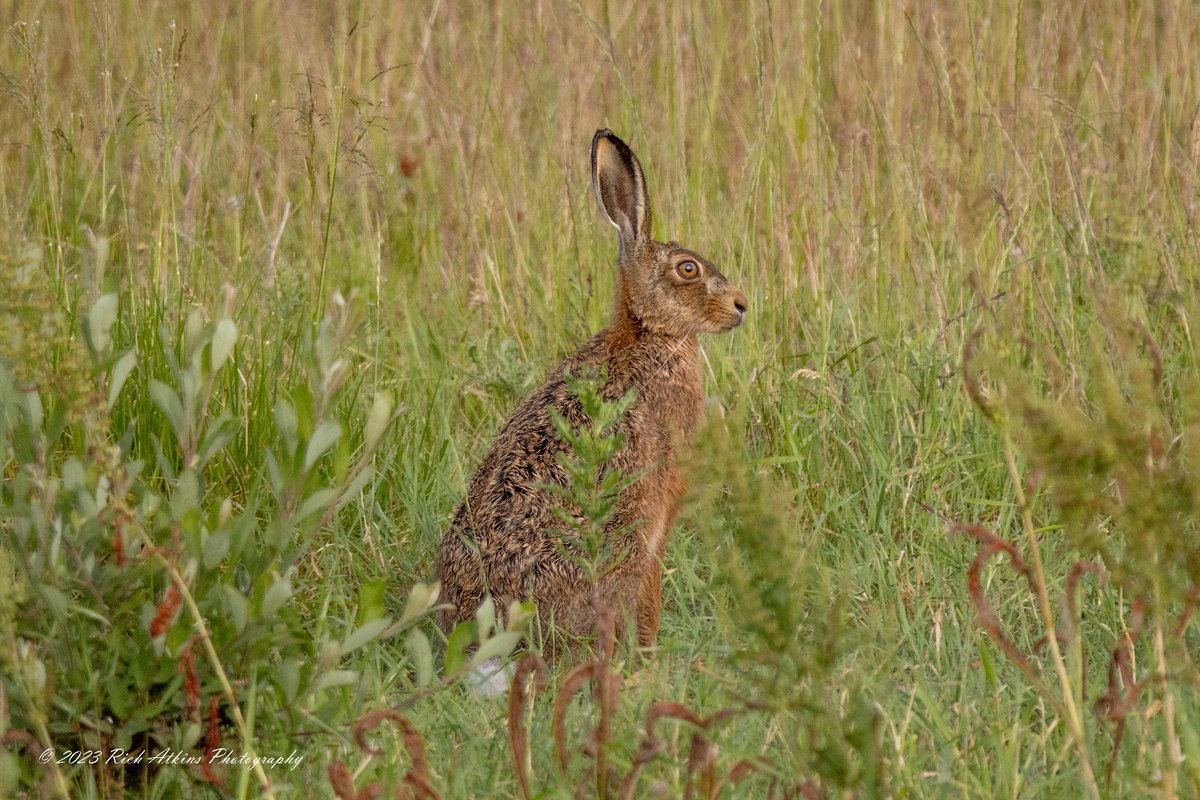 Brown Hare at Ouse Fen RSPB this morning.