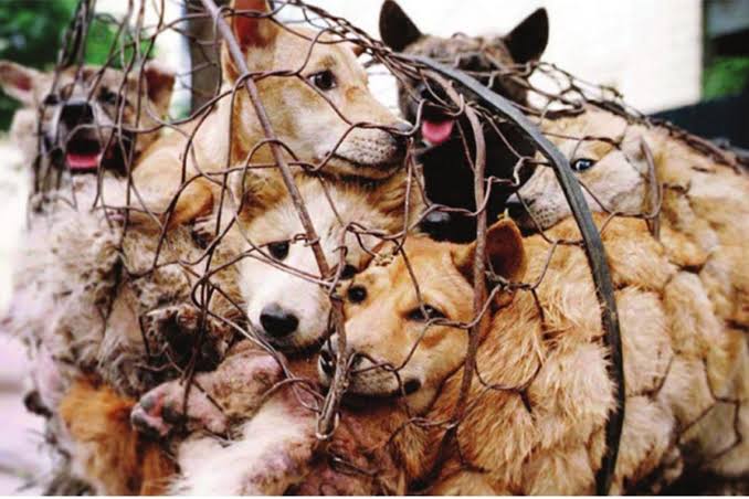 IAmAZoophilist's tweet photo. Govt. is only for people, not for these living beings. We as animal lovers really hate this worst decision. We will always stand for our animals.
#saynotolivestockbill2023 
@PMOIndia @narendramodi @PRupala @Min_FAHD @Dept_of_AHD https://t.co/fo2krcf3Cf