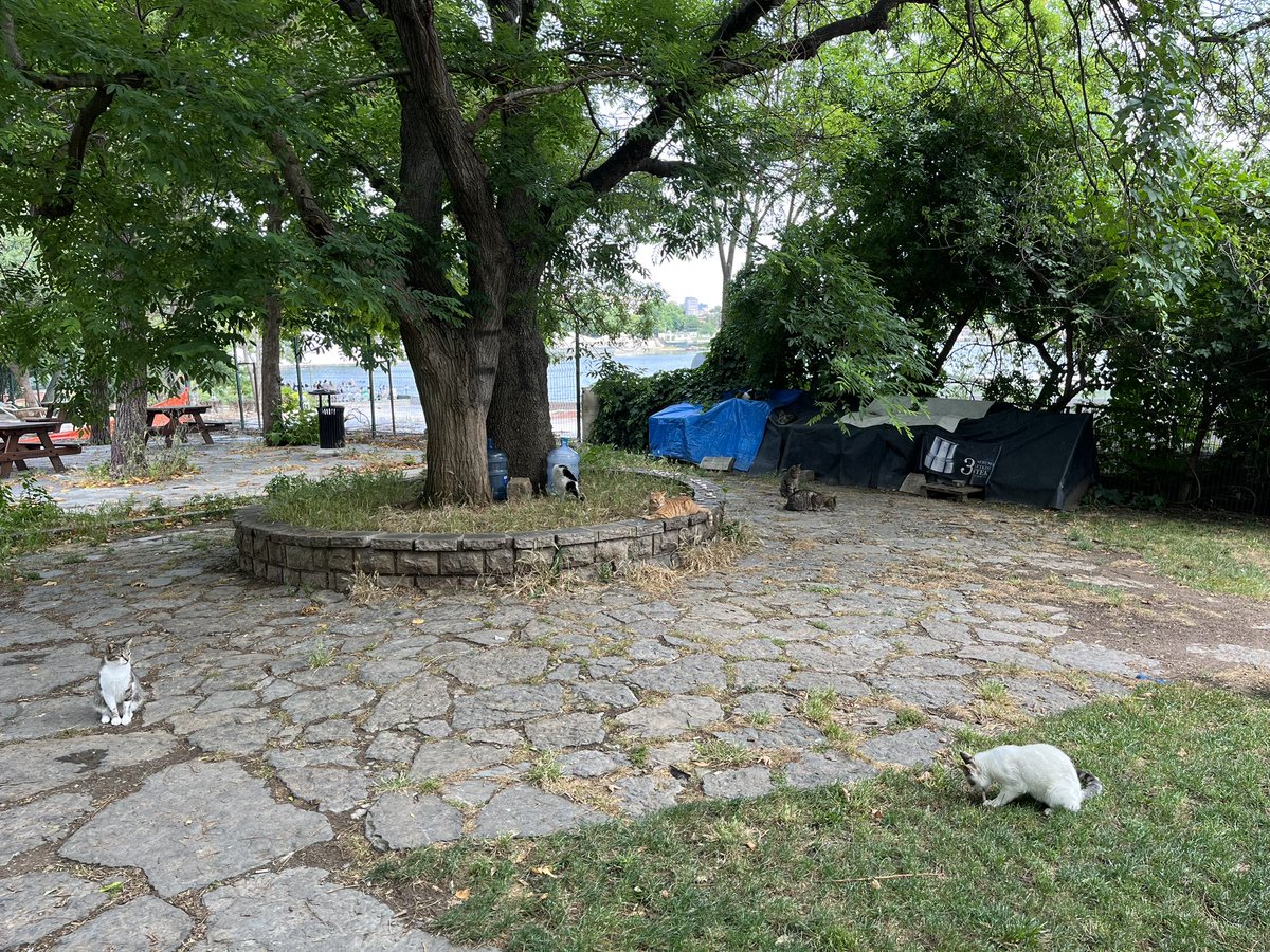 Fenerbahçe Parkı’ndaki Kedi Evleri nereye gitti? Yüzlerce kedi parka dağılmış durumda, mama su garantileri yok. Fazlasıyla kendi halindeler. Bu güzel projeden neden vazgeçildi bilmiyorum ama tekrar el atılsa iyi olur. <a href="/kadikoybelediye/">Kadıköy Belediyesi</a> <a href="/IBBcozummerkezi/">İBB Çözüm Merkezi</a> <a href="/istanbulbld/">İstanbul Büyükşehir Belediyesi</a> <a href="/ekrem_imamoglu/">Ekrem İmamoğlu</a>