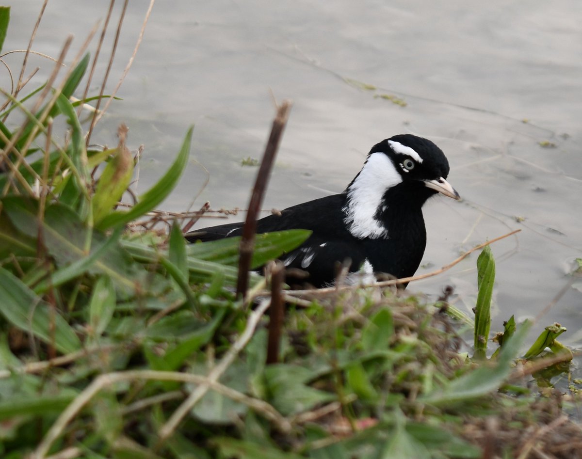 milobirdtime's tweet photo. hi! im going to make a little pinned. im milo and i love birds a lot and i take photos of them. very new to photography so im always looking for advice or other bird photographers to follow! have a nice day :-) #BirdsOfTwitter #birdphotography https://t.co/mEiWya9qfX