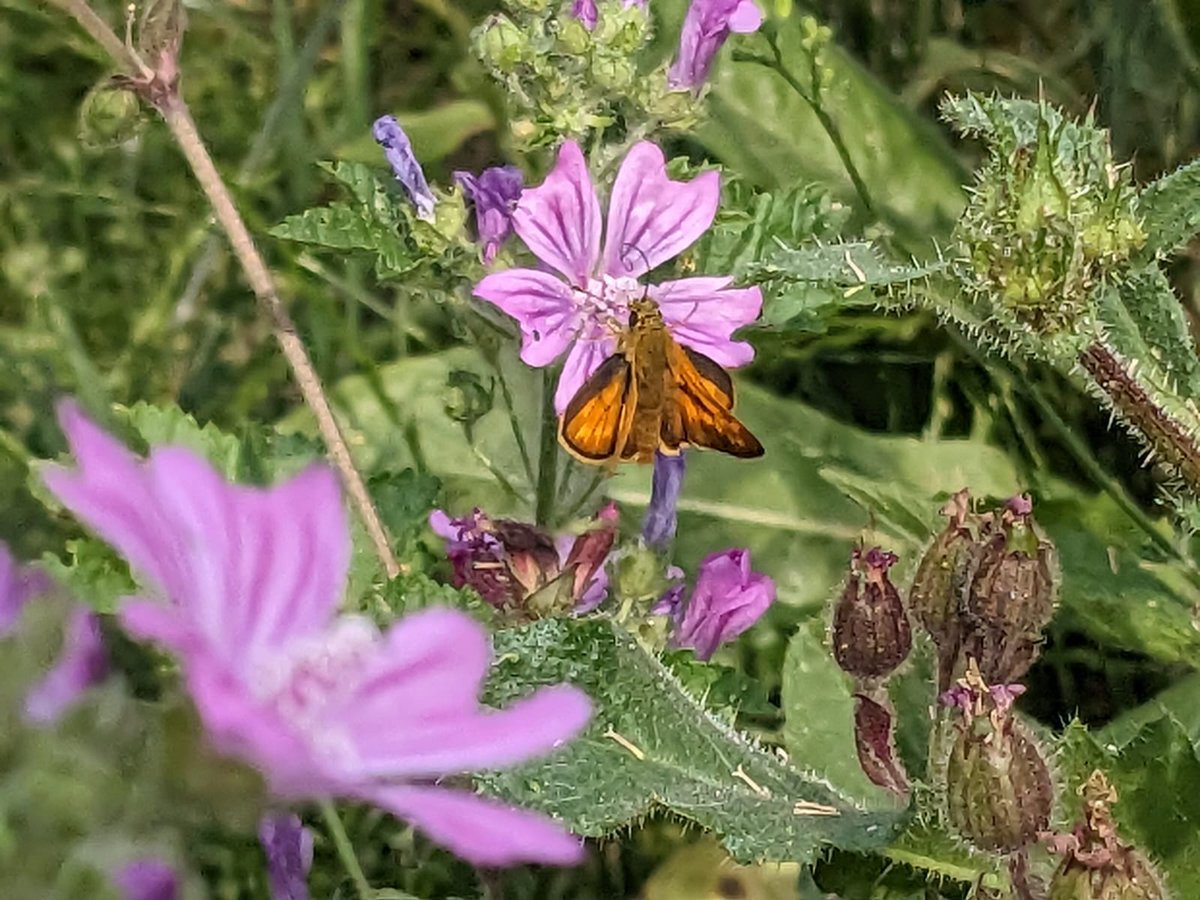 Large Skipper butterfly at @LLPasture today.  Lovely #BarnetNature photo from @barnet_rebel