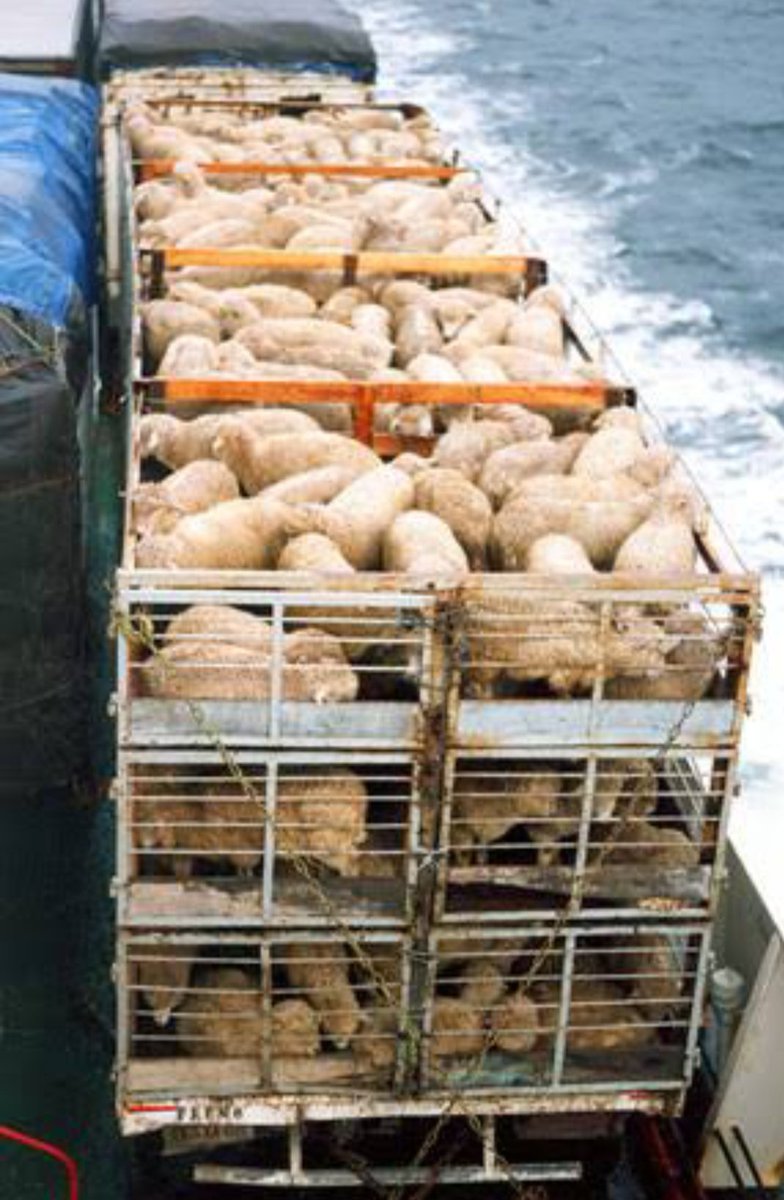 rups_pawar's tweet image. #SayNoToLivestockBill2023
 The LivestockBill2023 proposed by the Ministry includes "canines and felines”. First Livestock law in 1898 &amp;amp; later amended 100 years later in 2001 did not mention cats and dogs. SO WHY NOW?

#SAYNOTOLIVESTOCKBILL2023 @PRupala @Dept_of_AHD