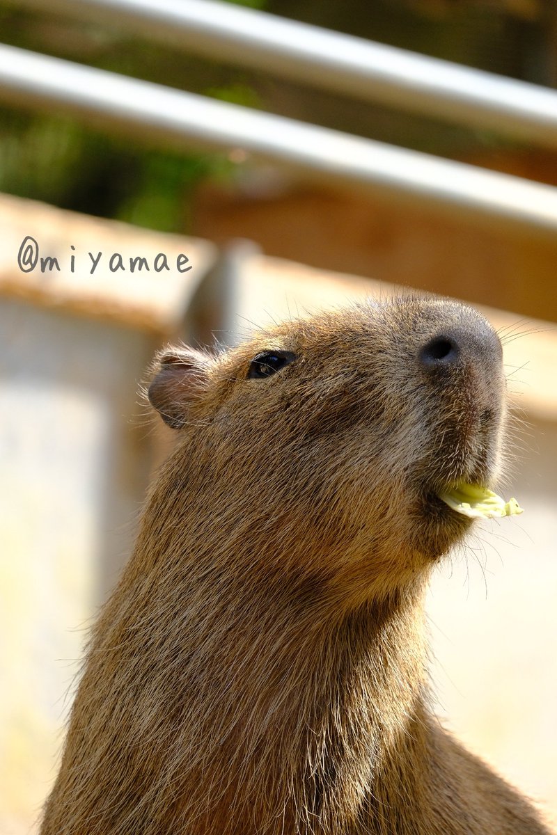 おやすみなさい✨

#カピバラ　#かぴばら
#capybara #kapybara
#水豚　#masbro
#ダチョウ王国
#ダチョウ王国石岡ファーム