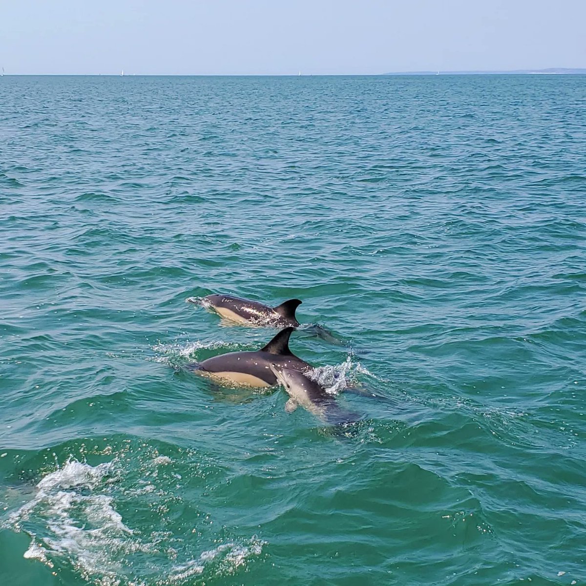 How amazing to see dolphins off Totland Bay, Isle of Wight. Brought a smile to my face! 🥰 #visitisleofWight #IsleofWight #dolphins