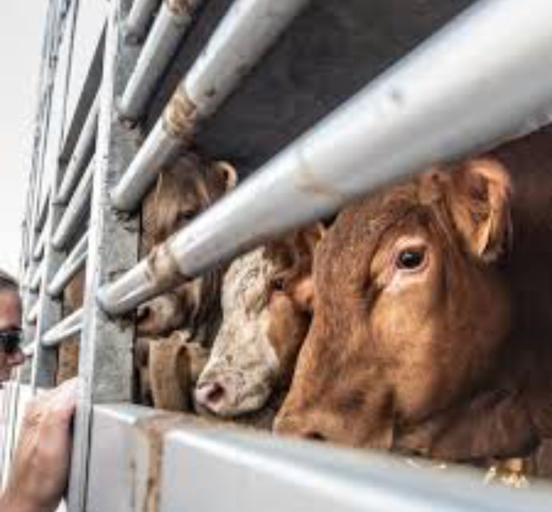 rups_pawar's tweet image. #SayNoToLivestockBill2023
 The LivestockBill2023 proposed by the Ministry includes "canines and felines”. First Livestock law in 1898 &amp;amp; later amended 100 years later in 2001 did not mention cats and dogs. SO WHY NOW?

#SAYNOTOLIVESTOCKBILL2023 @PRupala @Dept_of_AHD