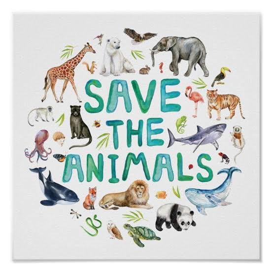 piggy2487's tweet photo. Save animals #saynotolivestockbill2023 https://t.co/hlGeATBkss