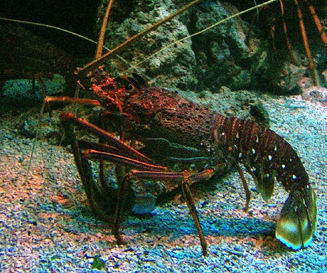 Fun fact: The waters surrounding the Abrolhos Islands are home to the delicious Western Rock Lobster, known for its sweet and tender meat. Seafood lovers, rejoice! 🦞🍽️ #SeafoodDelight #AbrolhosIslands #Wanderlust #TravelInspiration #Travel #BucketList #ExploreMore #SeeAustralia