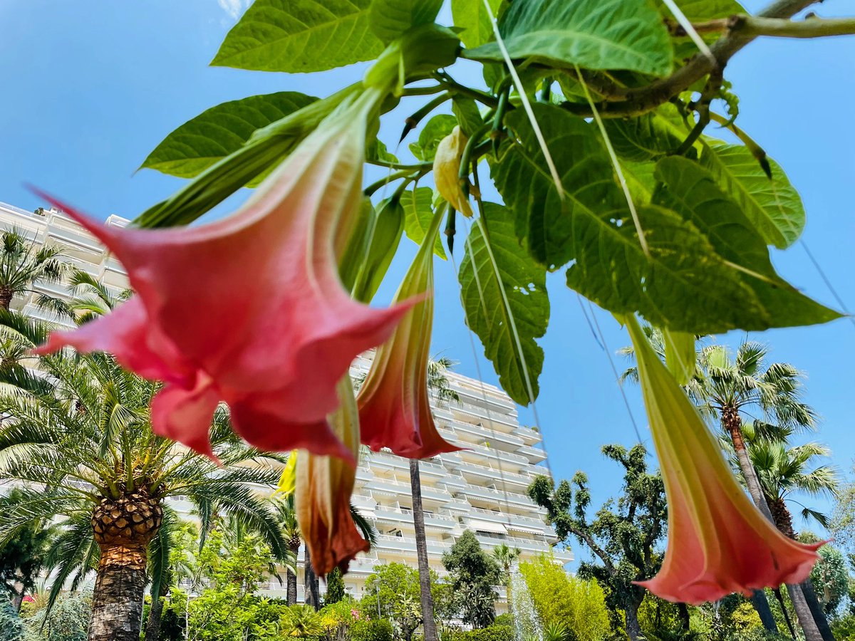 Music. 

#trumpets #flowers #apresmidi #cotedazurfrance #cannes2023 #music #instamusic