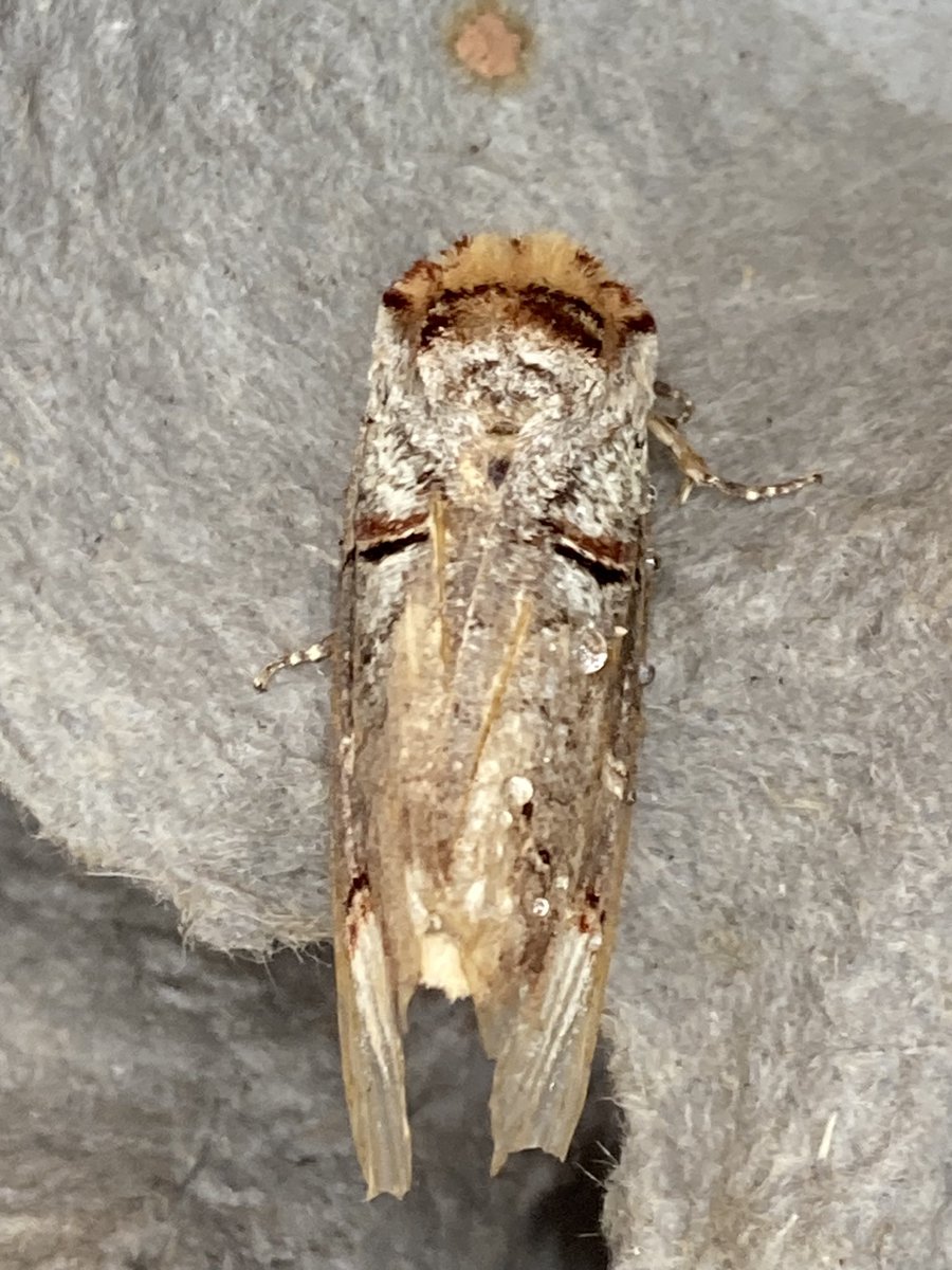 Three Hawkmoth sp in the (borrowed) moth trap as well as a buff tip this morning. Me and my 7 yr old son both stunned!