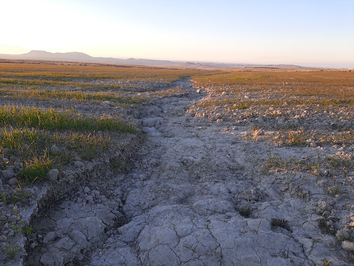 AGRACONolaboreo's tweet photo. 📆 Hoy celebramos el Dia Mundial de Lucha contra la Desertificación y la Sequía
🪱Es un dia para reivindicar la A. Conservación como herramienta para la revertir la degradación de los suelos.
🧑‍🌾Cada dia más agricultores cambian los manejos de gestión de suelos en su explotación. https://t.co/vwKf4WffV4