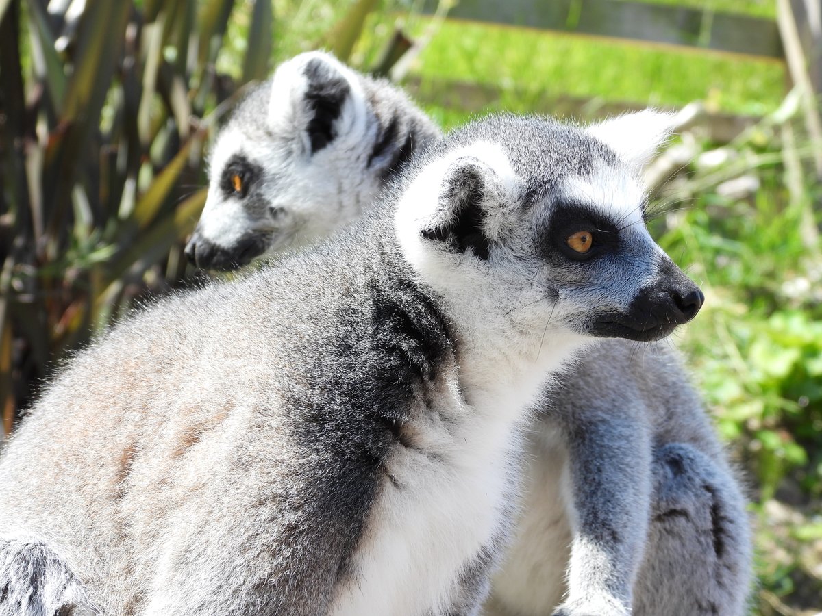 WelshMountainZo's tweet photo. β¨ Have you had a chance to visit our Lemur walk through yet? π
π You can get up-close to these beautiful primates every day between 11am-3pm!
#RingTailedLemurs #WalkWithLemurs #GetUpClose #SupportingConservation #WelshMountainZoo #NationalZooOfWales #Eryri360 #TenTop https://t.co/f1QNEuTDk4
