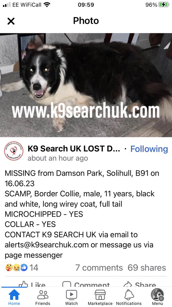 Lost Dog old Collie dog Solihull Birmingham B91 missing on a walk. (Not my dog) .#missingdog #lostdog 
m.facebook.com/story.php?stor…