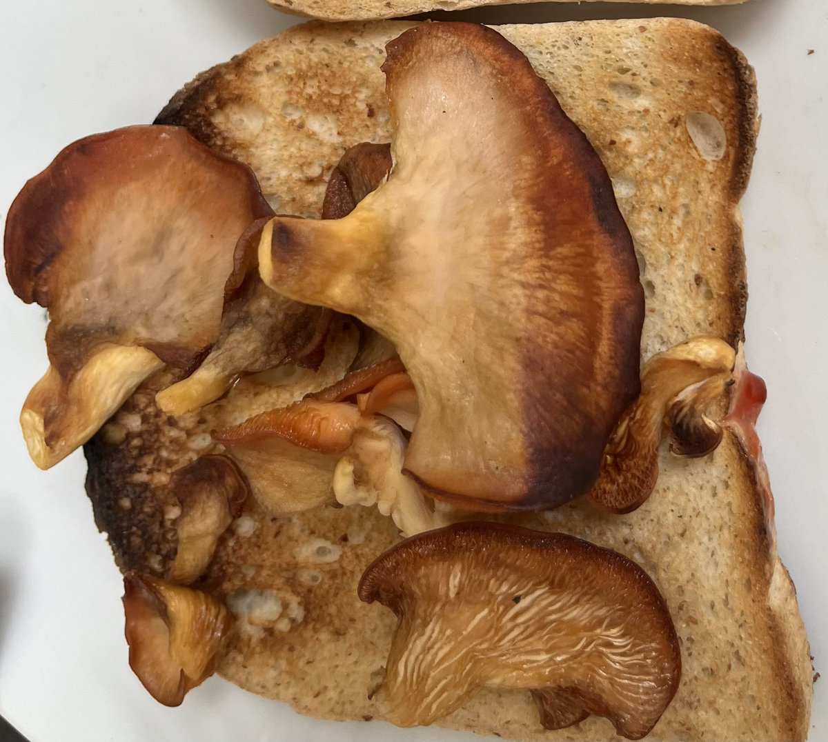 Our PKUer loves a mushroom kit, and they taste lush - can’t get a fresher breakfast.  Sense of achievement because he grew them himself soon.  This one was for working hard for his SATs.