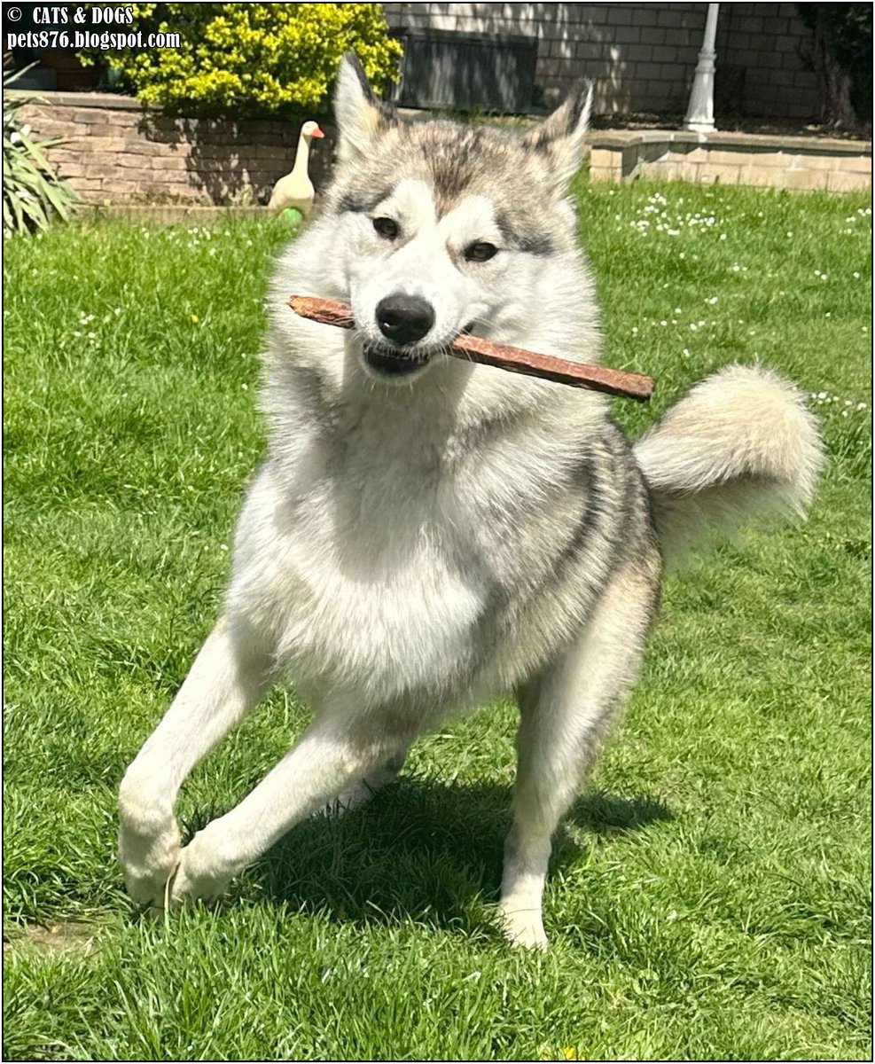 Daimen Alaskan Malamute
Thanx Wolfgang G.
#alaskanmalamute #dog #dogs #love #home #life #puppy #doglover #animals #pets