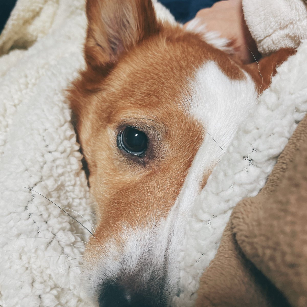 수술 상담하는데… 쪼리 나이 이야기 나오자마자 나도 모르게 울컥해버림… 시간이 너무 빠르다, 나한텐 아직도 아가인데…