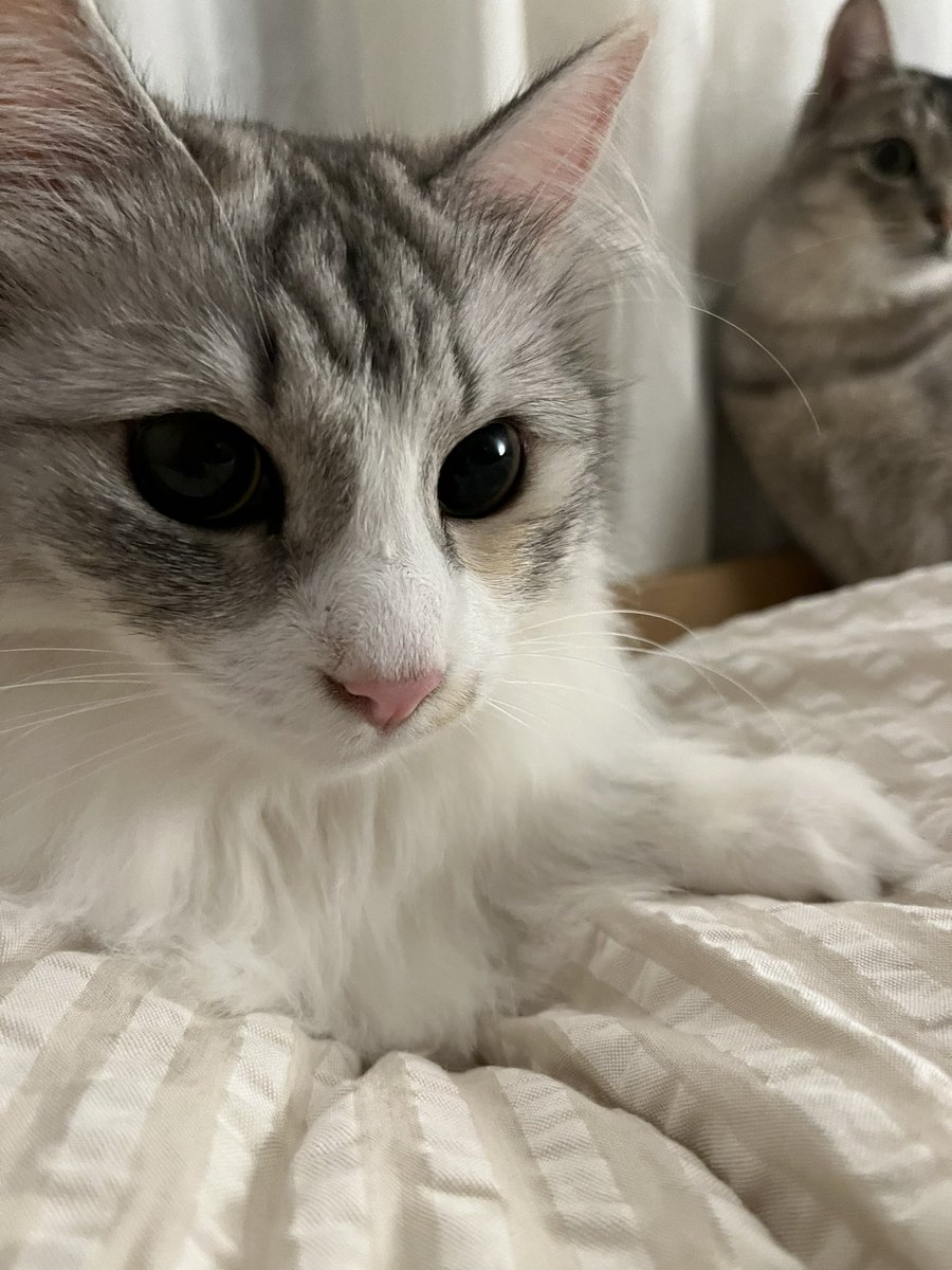 lenomano's tweet photo. 久しぶり。マノンもレノンも元気ですにゃ🐈
#土アップ祭 https://t.co/LEg2nsfEwH