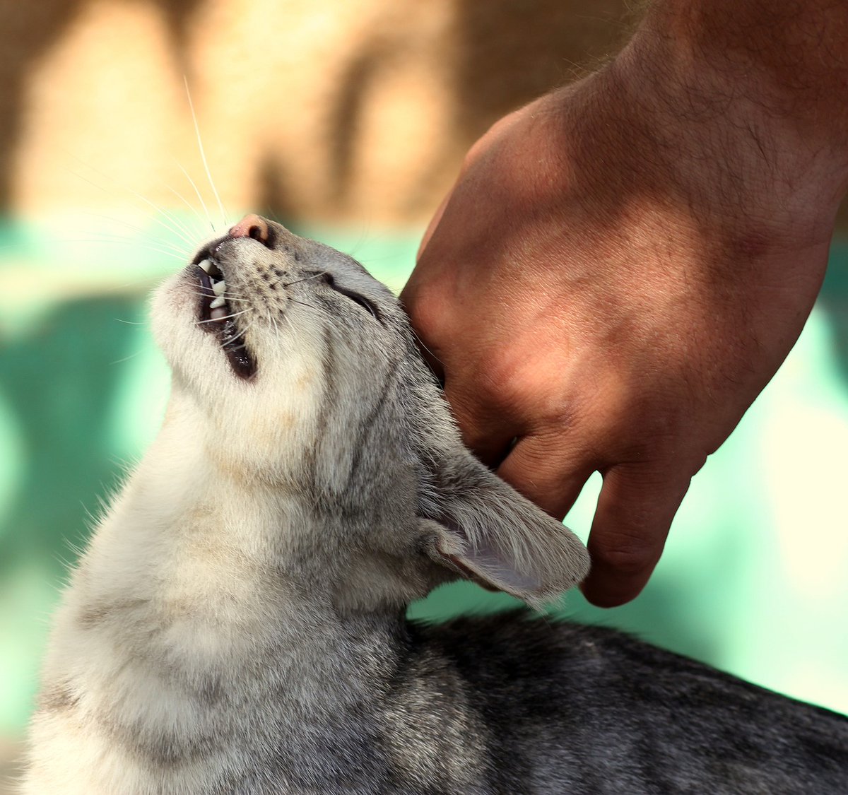 😻 Cats have unique personalities and can be incredibly affectionate. They form deep bonds with their human companions, offering unconditional love, comfort, and a furry shoulder to lean on during both good times and bad. #CatLove #FurryCompanions