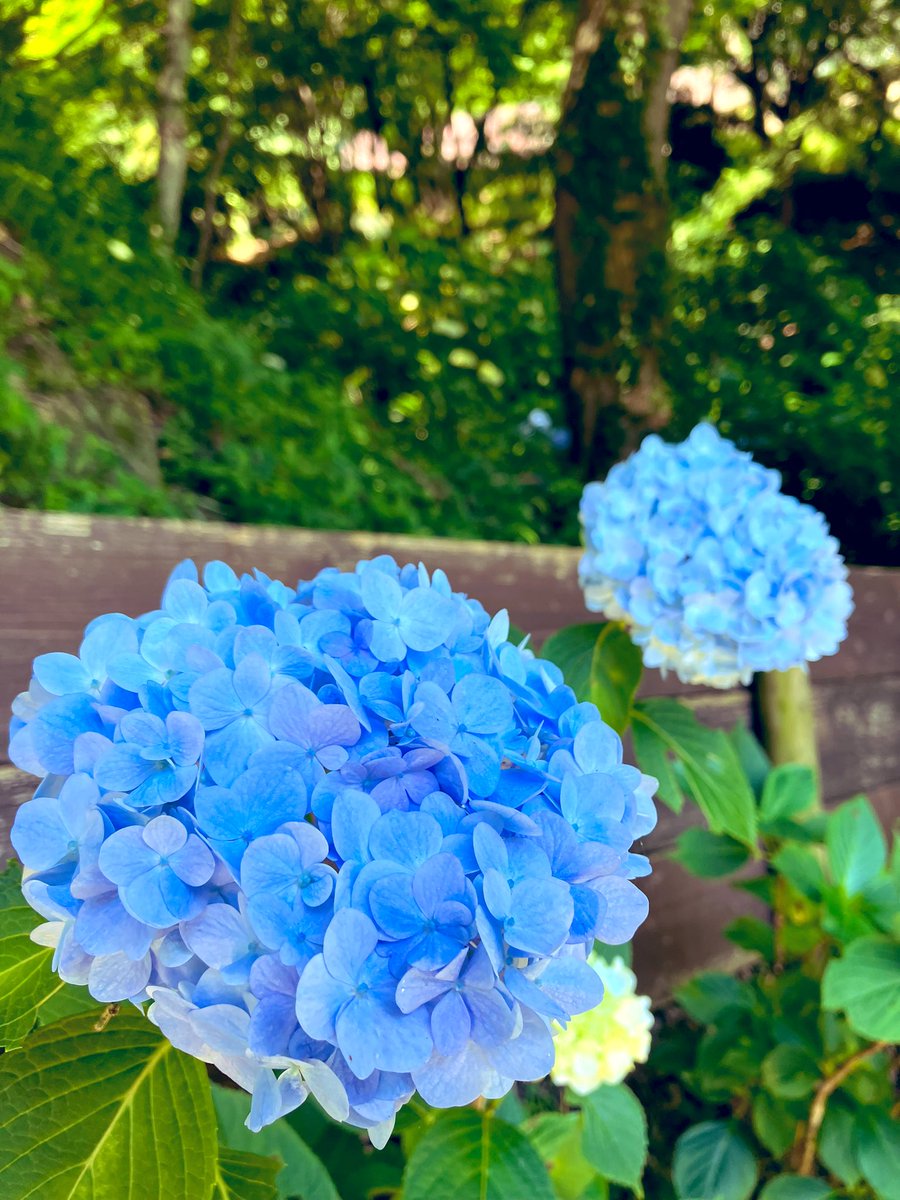 yuuunaaagi's tweet photo. 今年も紫陽花、見てきました͛💠

#紫陽花
#布引ハーブ園
#兵庫
#写真好きな人と繋がりたい https://t.co/fhprPG0vhV
