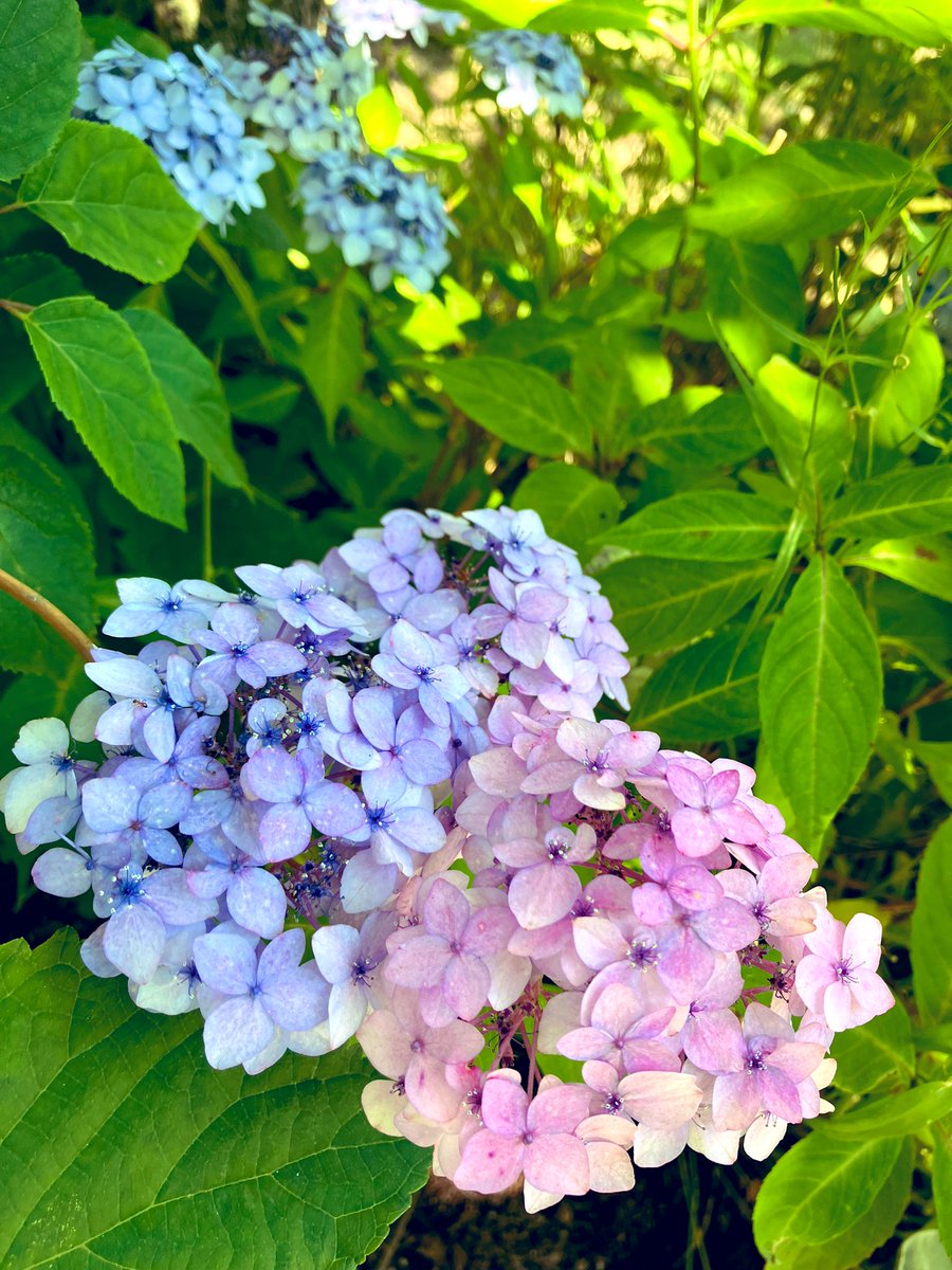 yuuunaaagi's tweet photo. 今年も紫陽花、見てきました͛💠

#紫陽花
#布引ハーブ園
#兵庫
#写真好きな人と繋がりたい https://t.co/fhprPG0vhV