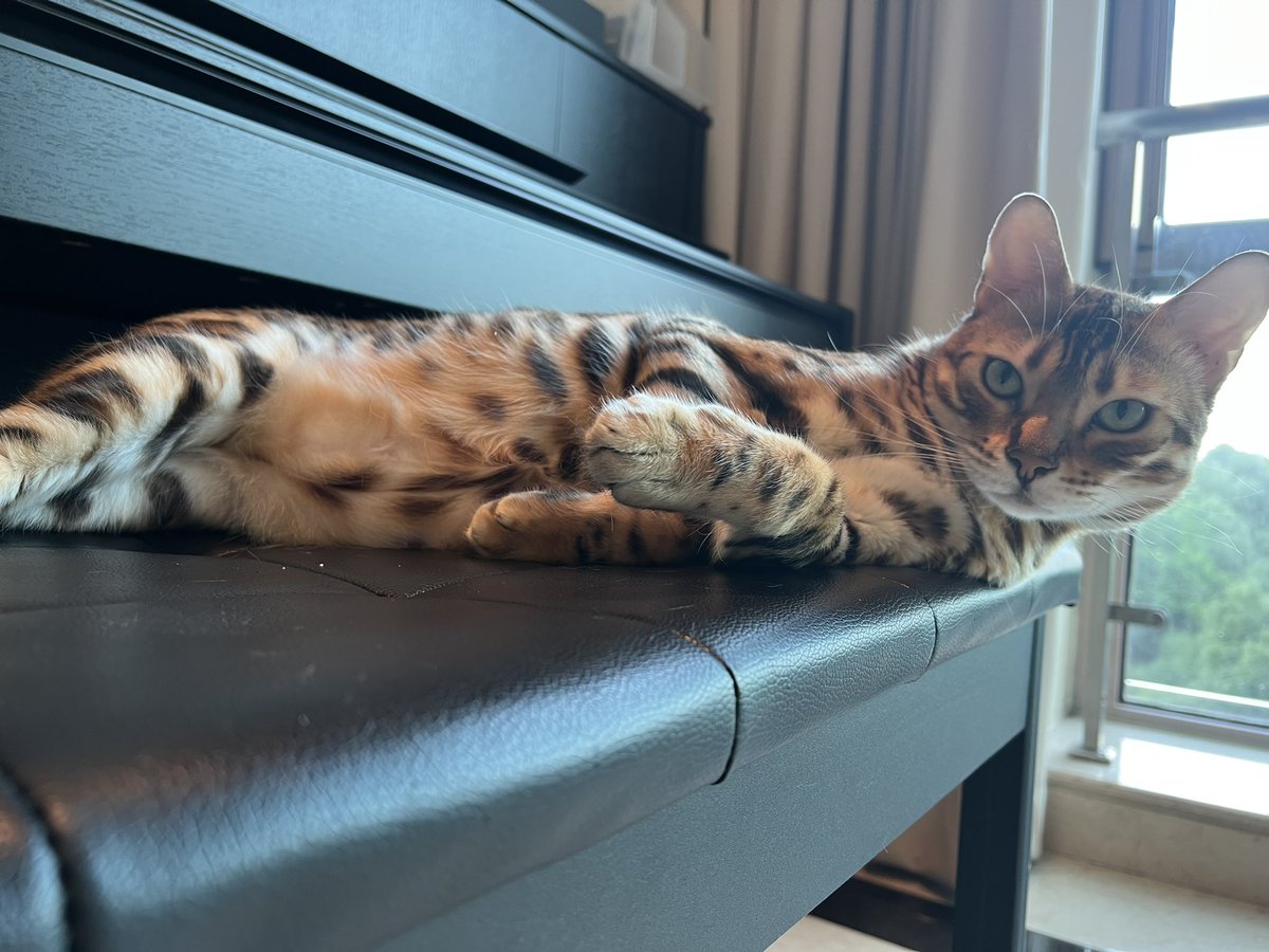 yifaer_chen's tweet photo. 🐱🐱 https://t.co/GtLrpwyOaX