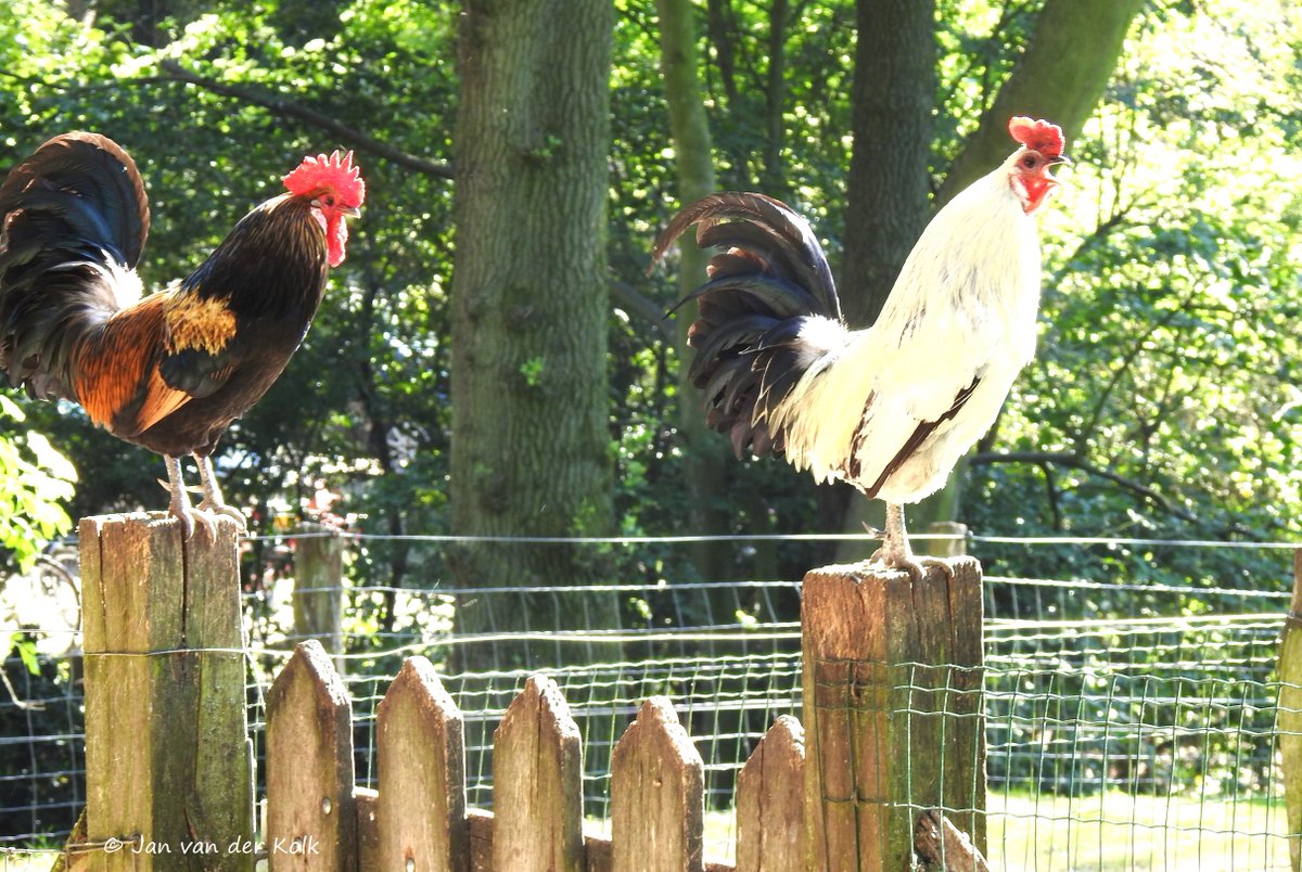 Bekiek Twente tweet media