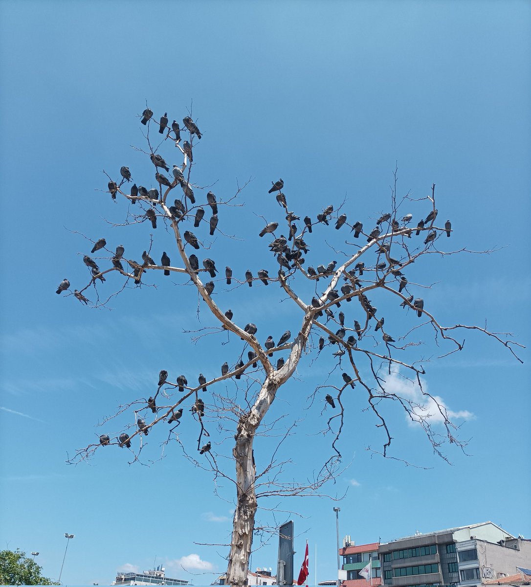 Ağaçsever kuşlar❤️