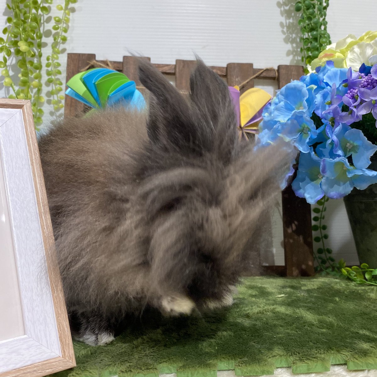 sippo_shibamata's tweet photo. シリウスちゃんグルーミングお疲れ様でした！
黒い毛が青い紫陽花で映えてとっても綺麗に撮れました！
グルーミングしたあと顔をぐしぐしする様子も撮れました😂

#うさぎ　#うさぎのしっぽ柴又店　#かわいい　#もふもふ　#撮影ブース　#梅雨　#紫陽花　#傘　#長毛　#グルーミング https://t.co/8ht4aS0m7P
